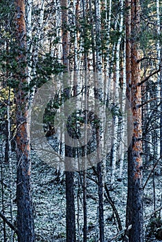 Vertical shot of tall pine tree trunks of a dense forest in winter