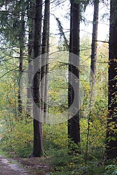 Vertical shot of tall pine tree trunks in the forest