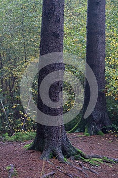 Vertical shot of tall pine tree trunks and roots
