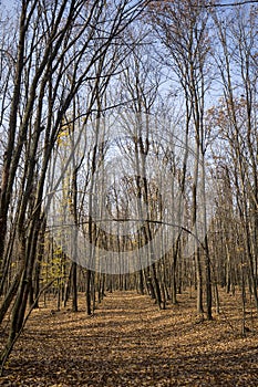 Vertical shot of tall thin tree trunks in an autumn forest