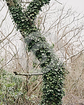Vertical shot of a tall tree trunk with ivy branches