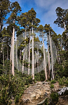 Vertical shot of tall trees at the Alerce Costero National Park, Chile