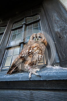 Vertical shot of a Tawney Owl on the windowsill of an old building