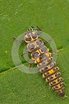 Vertical shot of ten-spot ladybird larvae on a green leaf