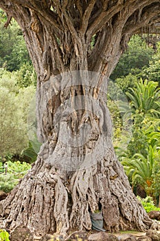 Vertical shot of a thick structured tree trunk