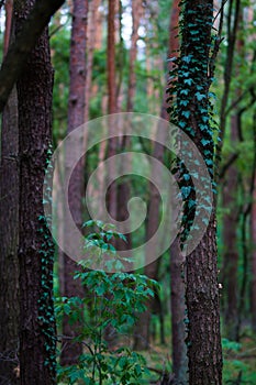 Vertical shot of thin tree trunks covered in ivy in a forest