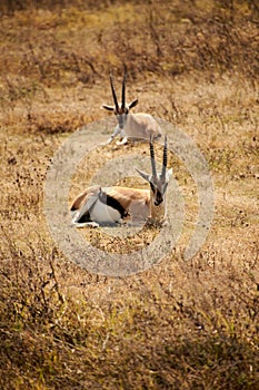 Vertical shot of Thomson's gazelles laying on a safari field