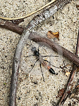 Vertical shot of the thread-waisted wasp (Sphecidae) on the sand in the middle of the tree branches