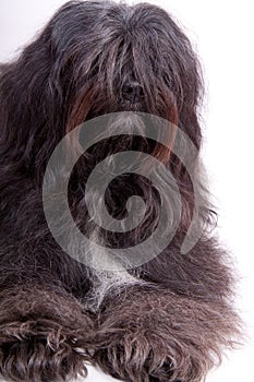 Vertical shot of a Tibetan terrier isolated on a white background