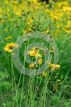 Vertical shot of tickseed flower field