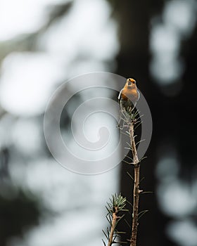 Vertical shot of a tiny chirping orange bird perched on a tree branch