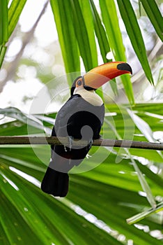Vertical shot of a Toucan on a tree branch in Mandai, Singapore