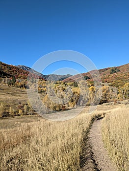 Vertical shot of a trail in a field with autumn trees in the background. Ogden Canyon, Utah, USA.