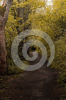 Vertical shot of a trail in a green forest on a rainy day