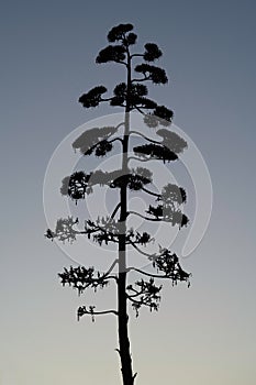 Vertical shot of a tree with baring branches during the sunset in the evening