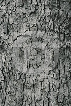 Vertical shot of   Tree Bark Texture Background . Macro shot