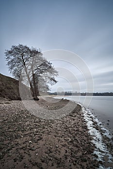 Vertical shot of a tree on a beach of the Baltic Sea in Hemmersdorfer Ufer, Lubeck, Germany photo
