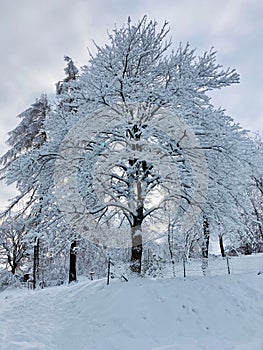 Vertical shot of a tree covered in white heave snow against the blue cloudy sky