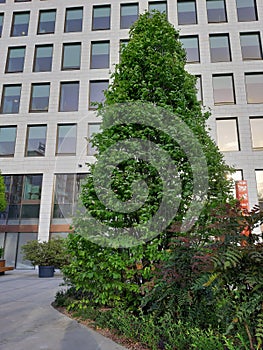 Vertical shot of a tree in front of a modern glass window building