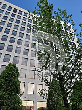 Vertical shot of a tree in front of a modern glass window building