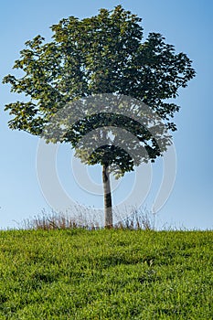 Vertical shot of a tree on a greenfield