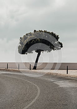 Vertical shot of a tree growing by an asphalt road