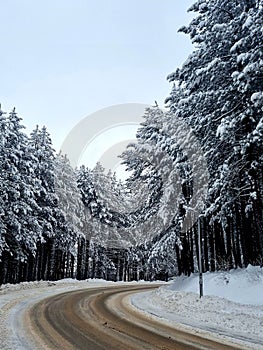 Vertical shot of a tree-lined road in a snowy fir forest