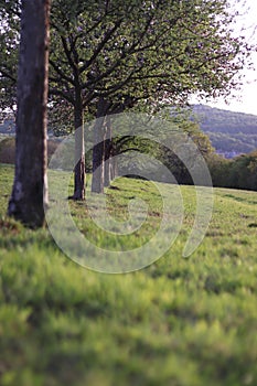 Vertical shot of a tree row surrounded with grass