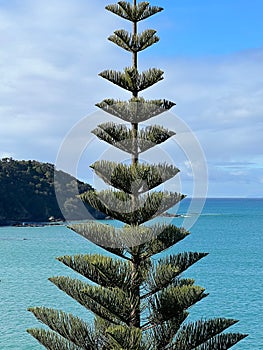 Vertical shot of a tree with a sea in the background