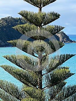 Vertical shot of a tree with a sea in the background