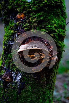 Vertical shot of a tree trunk covered with fungus and moss