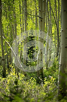 Vertical shot of tree trunks in a forest
