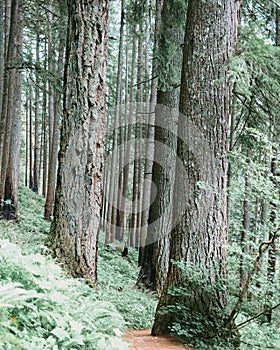 Vertical shot of tree trunks in a forest