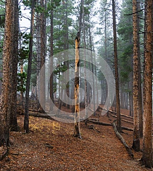 Vertical shot of tree trunks in a forest