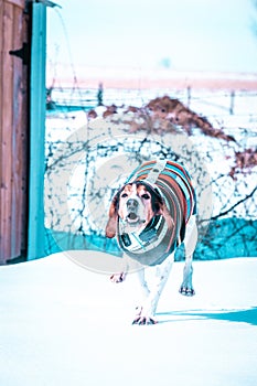 Vertical shot of a Treeing Walker Coonhound in a colorful sweater running in the snow