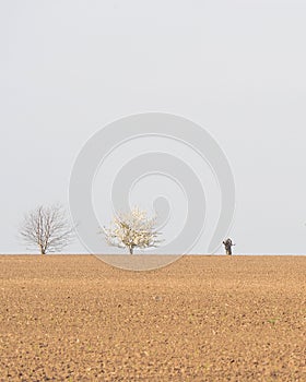 Vertical shot of trees in the harsh semi-arid desert with gray sky in the background photo