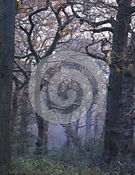 Vertical shot of trees in the mist in Sutton park, Birmingham, UK