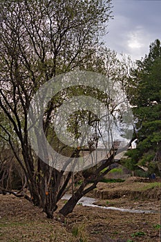 Vertical shot of trees next to the river Argos with a bridge in the background against a cloudy sky