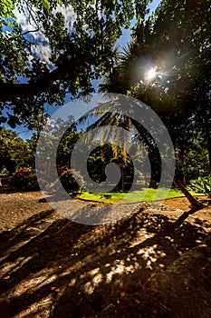 Vertical shot of trees and plants growing in Altos de Chavon village, Dominican republic