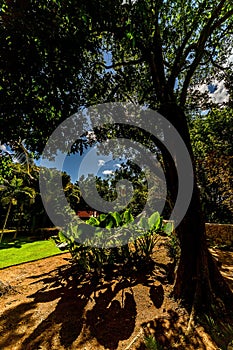 Vertical shot of trees and plants growing in Altos de Chavon village, Dominican republic