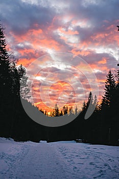 Vertical shot of the trees on a snow covered field under the beautiful colorful sky in Slovakia