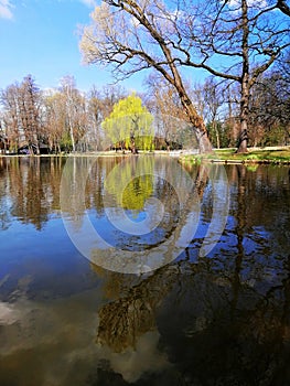 Vertical shot of trees and their reflection in the pond in Jelenia GÃ³ra, Poland.