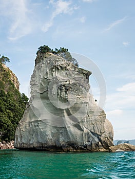 Vertical shot of trees at the top of the cliff in Te Whanganui-A-Hei (Cathedral Cove