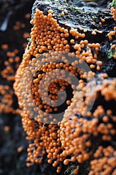 Vertical shot of Trichia decipiens growing on stones in a forest