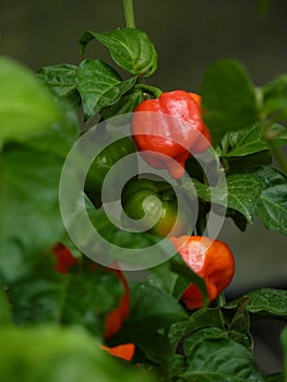 Vertical shot of Trinidad Scorpion Butch T peppers in the greenery