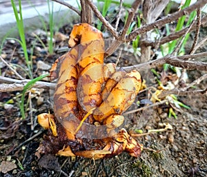 Vertical shot of Turmeric roots