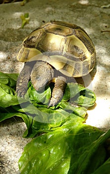 Vertical shot of turtle eating lettuce leaves with a shadow of leaves on the floor