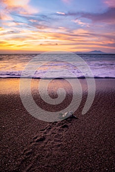 Vertical shot of a turtle laying in the sandy shore of the ocean and the sunset in the backgrounnd