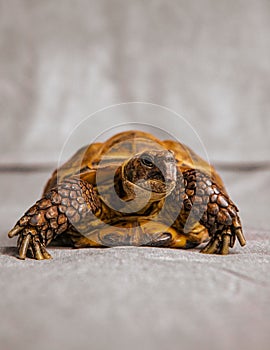 Vertical shot of a turtle (Testudines) with a yellow horny shell, isolated on a white surface