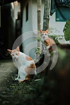 Vertical shot of two adorable ginger cats looking into the camera